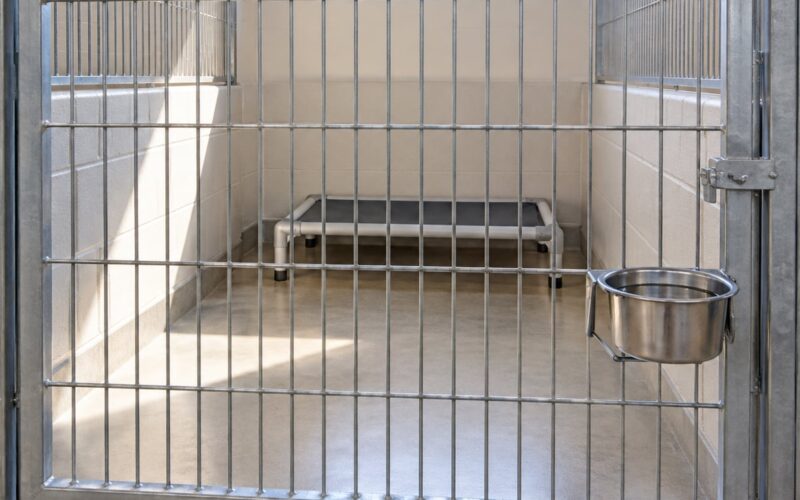Why So Many Dogs End Up in Shelters (October 2026)